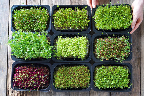 A variety of microgreens on a wooden board.