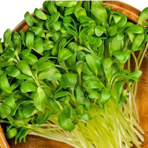Fresh fenugreek microgreens.
