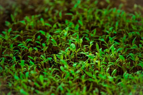 A container of fresh moong microgreens.