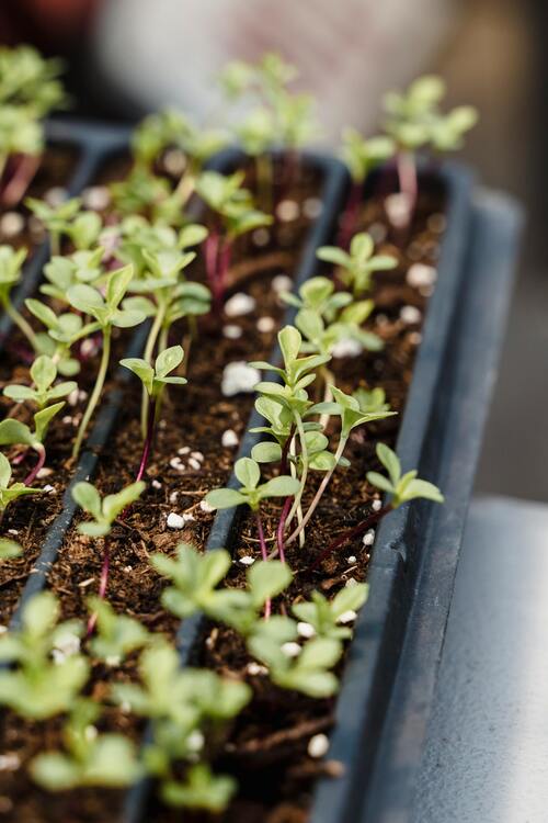 Close-up of microgreens showing tiny stems and first true leaves for identification